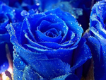 blue rose