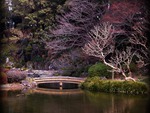 JAPANESE GARDEN