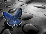 Beautiful Butterfly