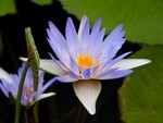 Violet Water Lilly flower