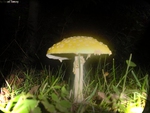 Night Mushroom