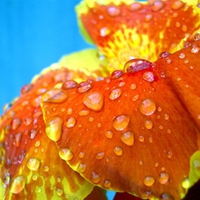 Dew on Tropical Flower