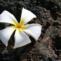 Plumeria on Lava Rock