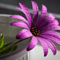 Purple Daisy