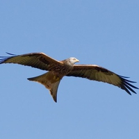 Red Kite