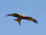 Red Kite