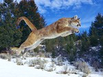 COUGAR APPEARS T BE FLYING