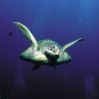 Sea Turtle
