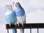 Two Cantankerous Parakeets