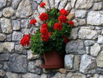 Potted Geraniums in Granite Wall