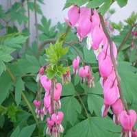 Old-Fashioned Bleeding Heart
