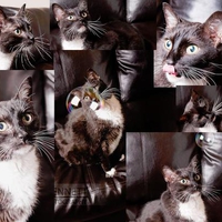 collage of my kitty trouble