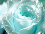 Flower   White Rose for You . jpg