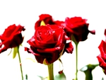 LONG STEM RED ROSES