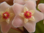 Hoya flowers