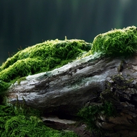 Moss