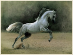 White stallion