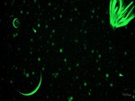 Green Night Sky