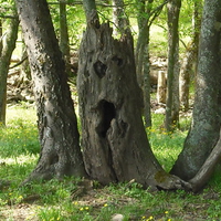 Looking at the tree looking at me