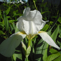 just a flower for you