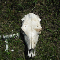 cow skull