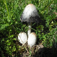 shooms you don't eat