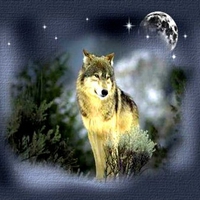 HOWLING AT THE MOON