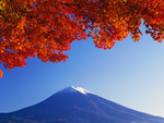 Maple Tree & Fuji-san