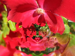 Red Dorset Flower Fractal