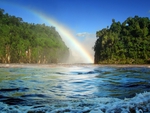 Amazonas Rainbow
