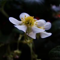 Strawberry Bloom
