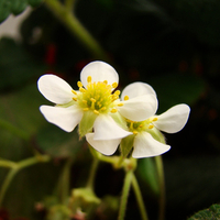 Strawberry Bloom