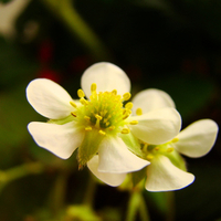 Strawberry Bloom