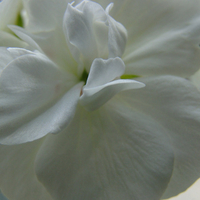 white Geranium