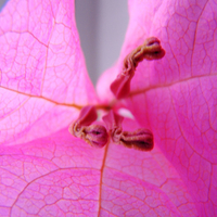 Pink Bougainvillea