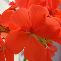 Red Geranium