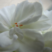 White Geranium