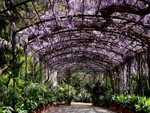 Wisteria at La Concepcion gardens, Malaga, Spain