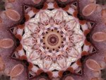 Mushroom Kaleidoscope