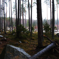 Swedish Forest