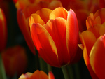 orange tulips