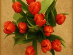 red tulips