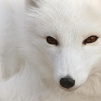 polar fox