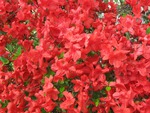 Red Azalea