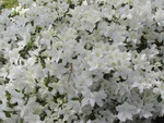 White Azalea