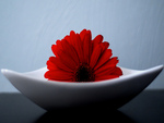 red gerbera