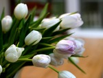 white tulips