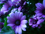 Purple Petals
