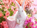 springtime hare 1280x800 .jpg