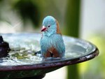 Blue Bird Bath